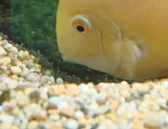 freshwater fish stocking in 200 gallons tank - Mother fish tucks up her babies for the night
