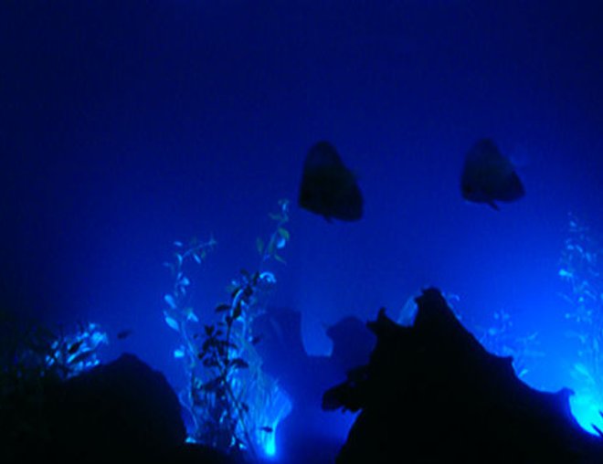 freshwater fish - symphysodon sp. - discus stocking in 150 gallons tank - hi guys this the night look of my same tank thats lime and lemony mu discuss i have drift 5 varity of plants all natural neon tetras,4 black ghost all chilled out very much.
cheers booch