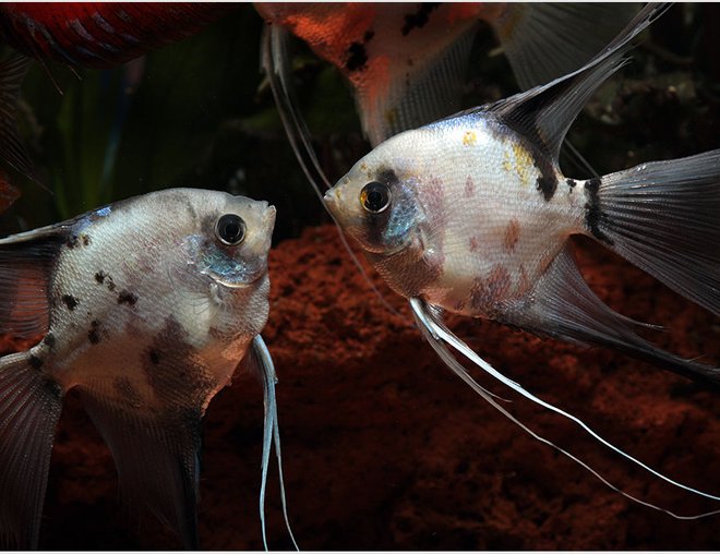 freshwater fish - german blue angelfish stocking in 180 gallons tank - Breeding Pair of German Blue Angels