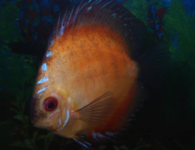 freshwater fish - symphysodon sp. - red marlboro discus stocking in 55 gallons tank - discus