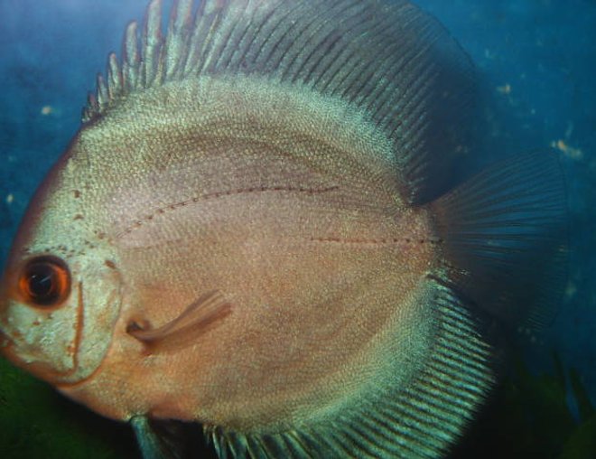 freshwater fish - ocean green discus stocking in 55 gallons tank - discus