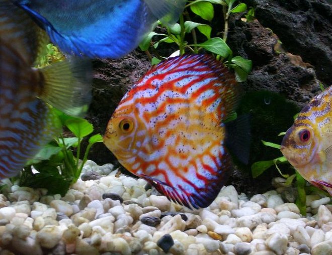 freshwater fish - symphysodon sp. - royal red discus stocking in 100 gallons tank - Discus