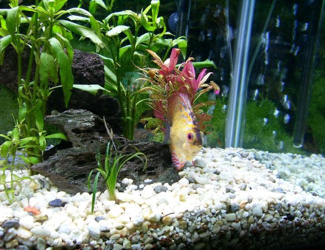 freshwater fish - symphysodon spp. - pigeon blood discus stocking in 100 gallons tank - Pigeon Blood Discus