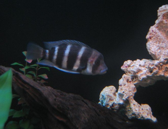 freshwater fish - cyphotilapia frontosa - frontosa cichlid stocking in 30 gallons tank - 4" Frontosa