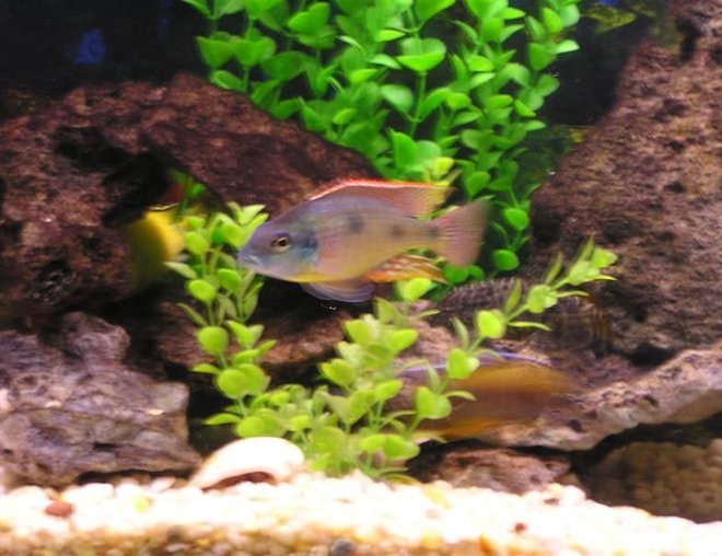 freshwater fish stocking in 60 gallons tank - Another picture of my tank