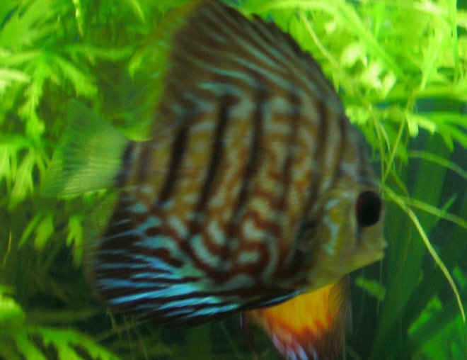 freshwater fish - aquagreen scribble discus stocking in 55 gallons tank - Discus