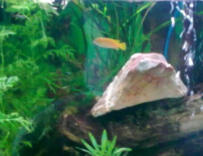 freshwater fish stocking in 45 gallons tank