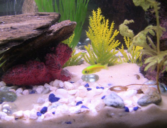 freshwater fish - glofish stocking in 29 gallons tank - my glofish!