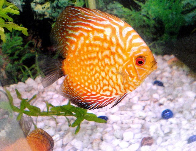 freshwater fish - red map discus stocking in 20 gallons tank - See my redmap
