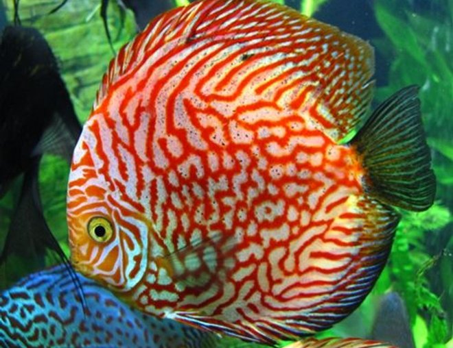 freshwater fish - red and white disucs stocking in 96 gallons tank - Red and White Disucs