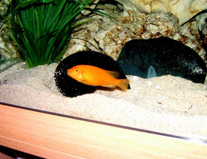 freshwater fish stocking in 90 gallons tank