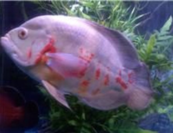 freshwater fish - astronotus ocellatus - albino oscar stocking in 120 gallons tank - albino white oscar