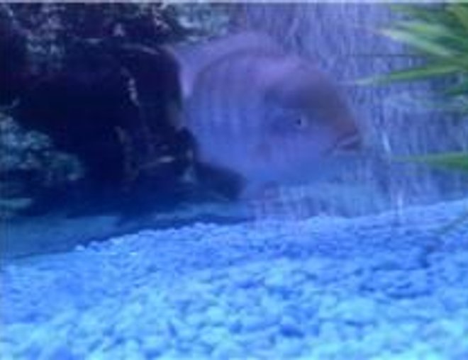 freshwater fish stocking in 120 gallons tank