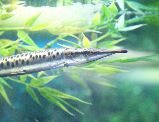 freshwater fish - mosaic gar stocking in 180 gallons tank - South American mosaic gar