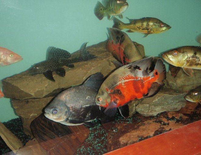 freshwater fish - astronotus ocellatus - red oscar stocking in 275 gallons tank - some of everything