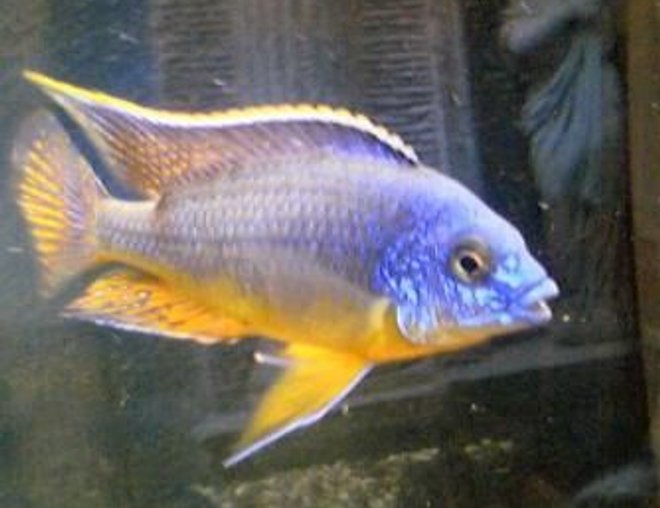 freshwater fish - n stocking in 12 gallons tank - got dis fish in my new tank