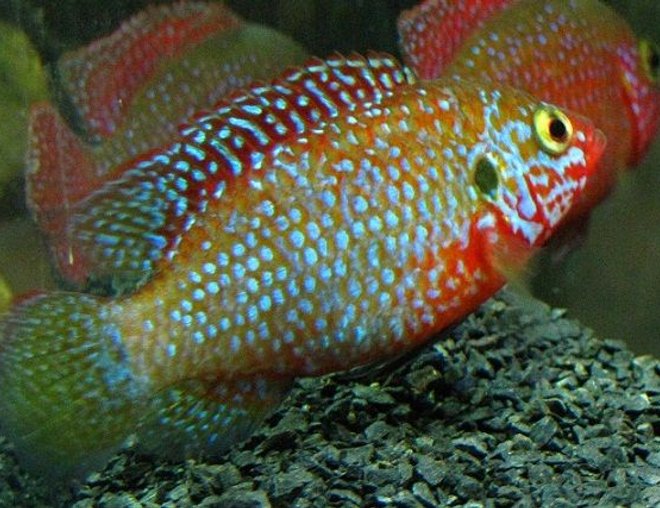 freshwater fish - hemichromis stellifer stocking in 137 gallons tank - Hemichromis stellifer