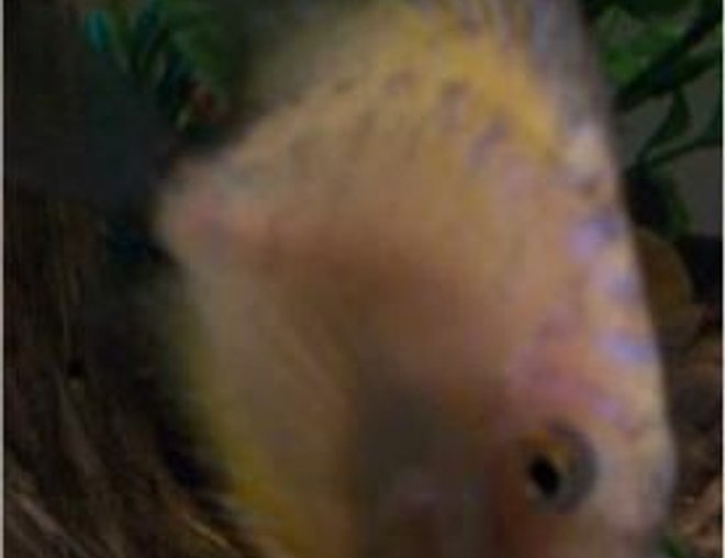 freshwater fish - symphysodon sp. - yellow marlboro discus stocking in 55 gallons tank - a yellow marlbro  discus