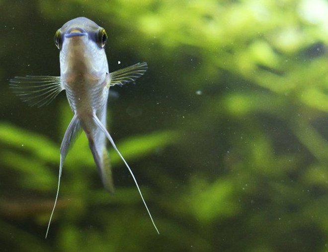 freshwater fish stocking in 75 gallons tank