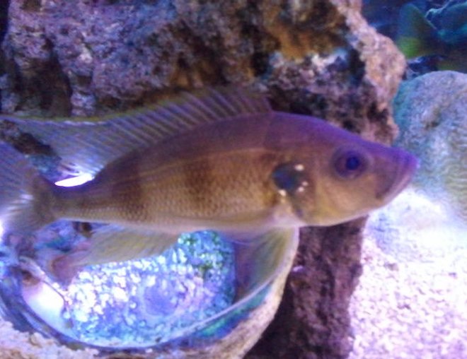 freshwater fish - greenwoodochromis stocking in 300 gallons tank - 8" greenwoodochromis