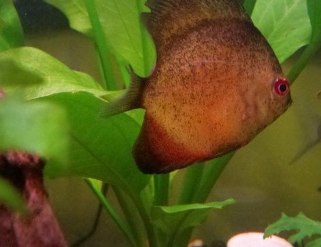 freshwater fish stocking in 39 gallons tank - Red Ceramic Discus