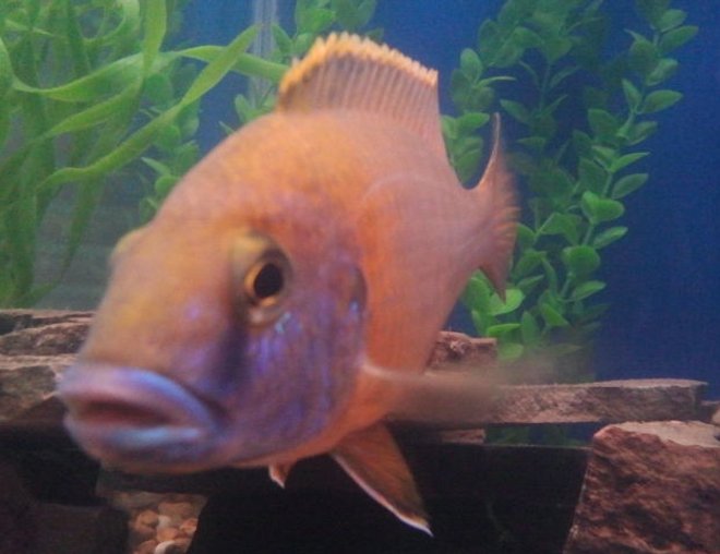 freshwater fish stocking in 75 gallons tank