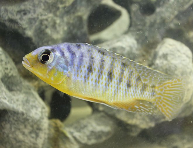 freshwater fish - h stocking in 55 gallons tank