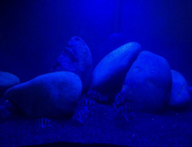 freshwater fish stocking in 240 gallons tank