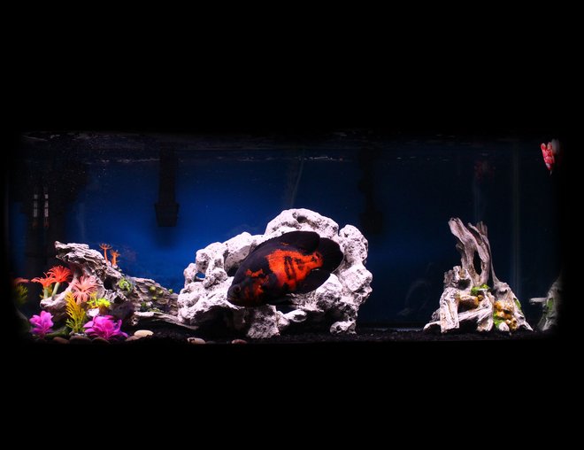 freshwater fish - astronotus ocellatus - tiger oscar stocking in 75 gallons tank - My 75g tank. Most of my fish hide, so only the giant Oscar is visible in this photo.