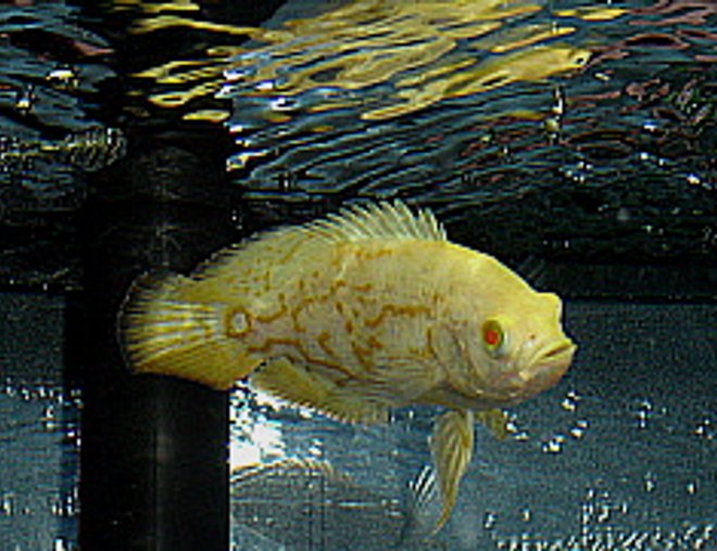 freshwater fish - astronotus ocellatus - albino oscar stocking in 55 gallons tank - Young Albino Oscar (2")