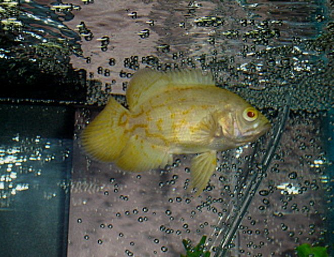 freshwater fish - astronotus ocellatus - albino oscar stocking in 55 gallons tank - Albino Tiger Oscar (immature)