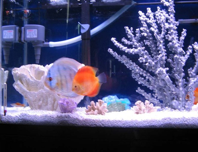 freshwater fish - symphysodon sp. - red marlboro discus stocking in 46 gallons tank - Did you think this was a saltwater tank?  I just thought my Discus would look different with saltwater decorations. 55 Gallon discus only tank.   All freshwater safe. Coral, Substrate everything.