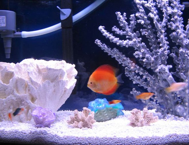 freshwater fish - red melon discus stocking in 46 gallons tank - My Red Melon Discus swimming in her pretend saltwater tank. All decorations are completely fake and freshwater safe. Just in case any of you Discus lovers were wondering. 55 Gallon  6 Discus only.1- Red melon 4.5 inches, 1-Lg 6 inch blue, 1-2.5" clobolt green,1- 2.5" Red melon,1- 3.0" orange & 1- 3.0" Blue Diamond.
