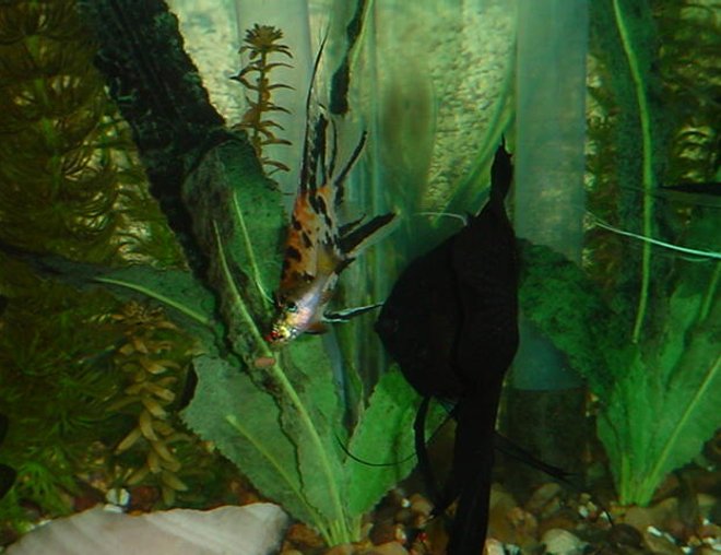 freshwater fish stocking in 125 gallons tank - That shrimp pellet is MINE!!