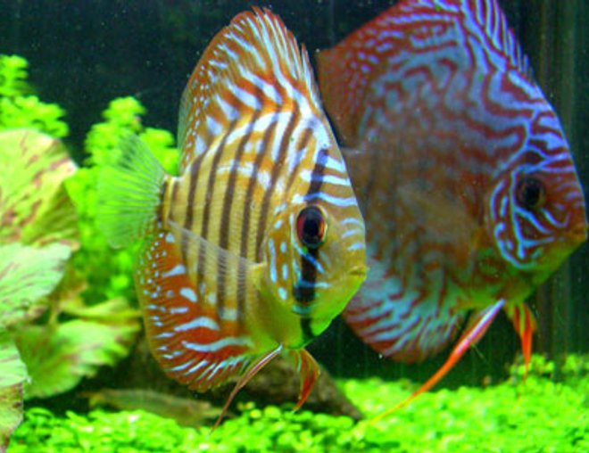 freshwater fish - red spotted green discus stocking in 46 gallons tank - "Tank and Bertha" - Red Spotted Green Discus - 1.5" and 3.5"