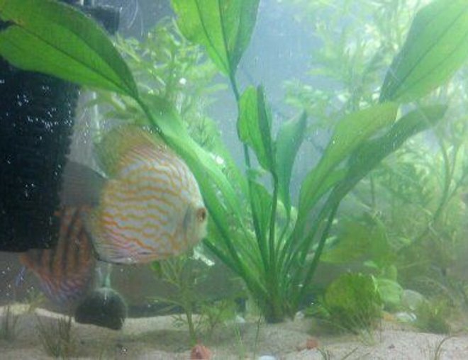 freshwater fish - symphysodon sp. - snakeskin discus stocking in 24 gallons tank