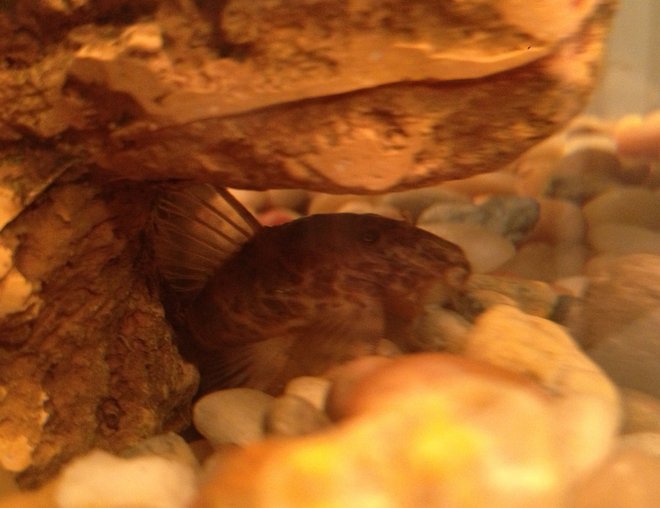 freshwater fish stocking in 10 gallons tank