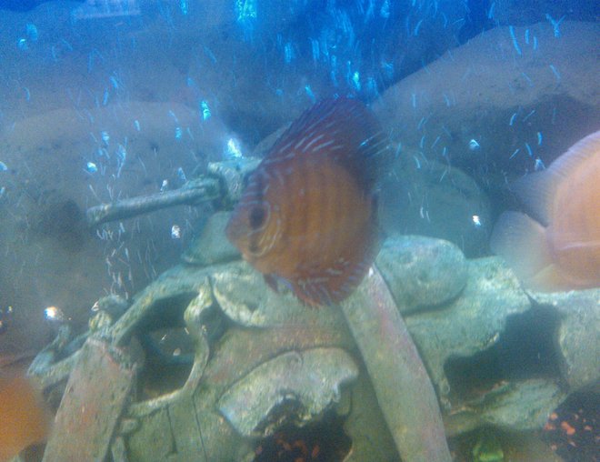 freshwater fish - symphysodon sp. - ocean green discus stocking in 65 gallons tank
