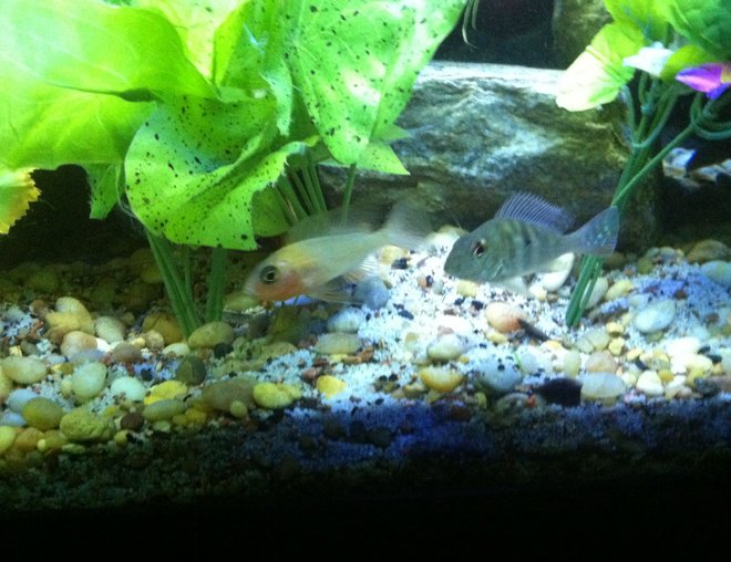 freshwater fish stocking in 100 gallons tank - Fish1