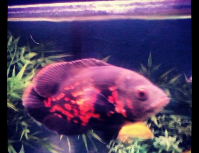 freshwater fish - astronotus ocellatus - tiger oscar stocking in 40 gallons tank - Tiger Oscar