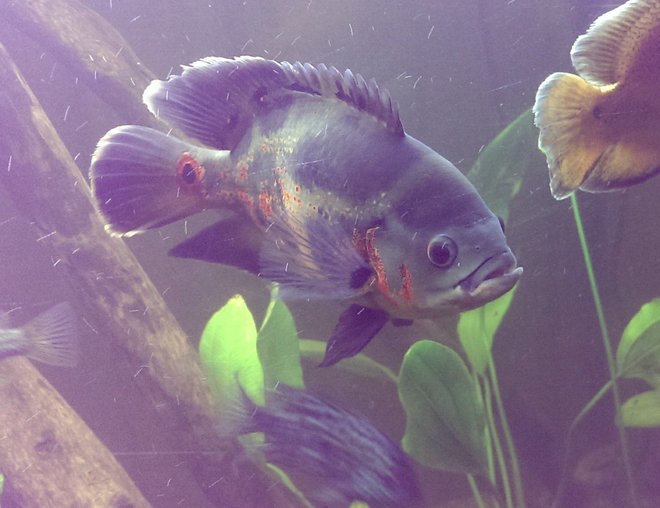 freshwater fish - astronotus ocellatus - tiger oscar stocking in 125 gallons tank - King of the tank, my brothers Tiger Oscar. About 9" long