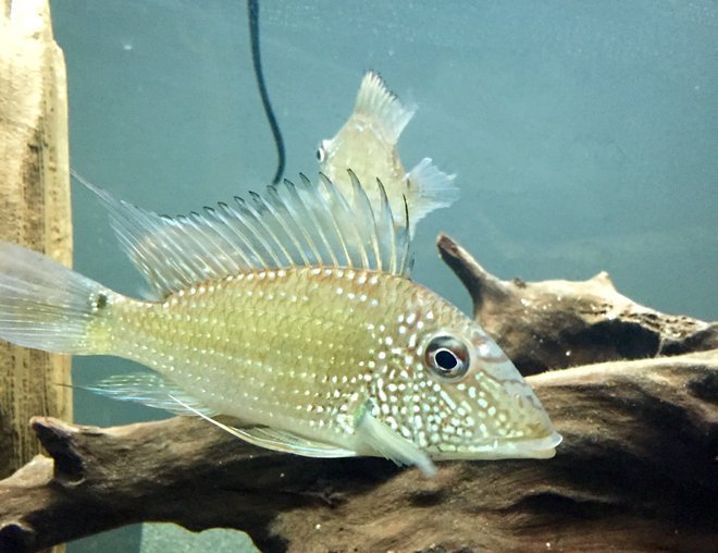 freshwater fish stocking in 45 gallons tank - Jurupari Earth Eater