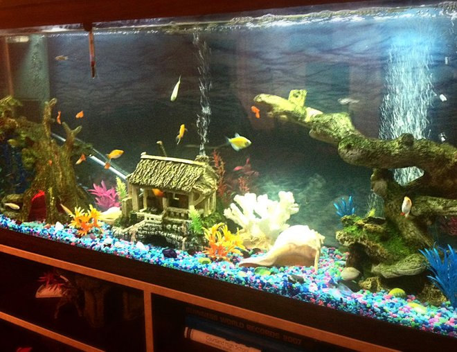 freshwater fish stocking in 50 gallons tank - 50 Gallon, Tropical Fish all found at Petsmart