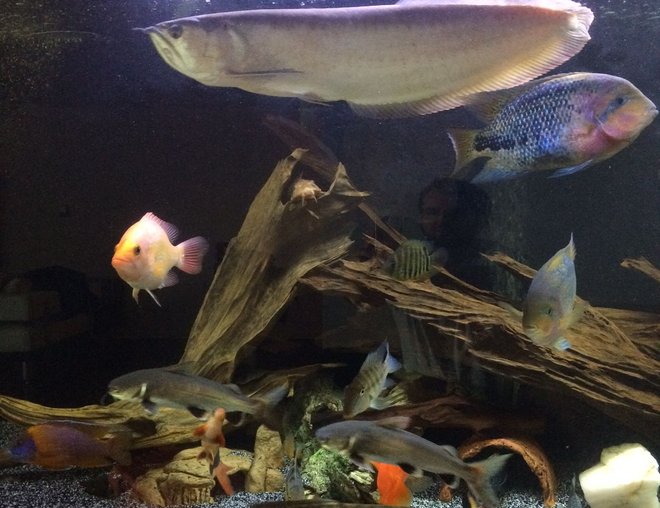 freshwater fish stocking in 225 gallons tank - 6x2x2.5 large fish