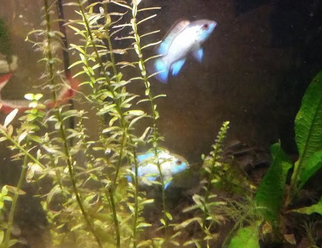 freshwater fish stocking in 55 gallons tank - my two smaller electric blue acaras