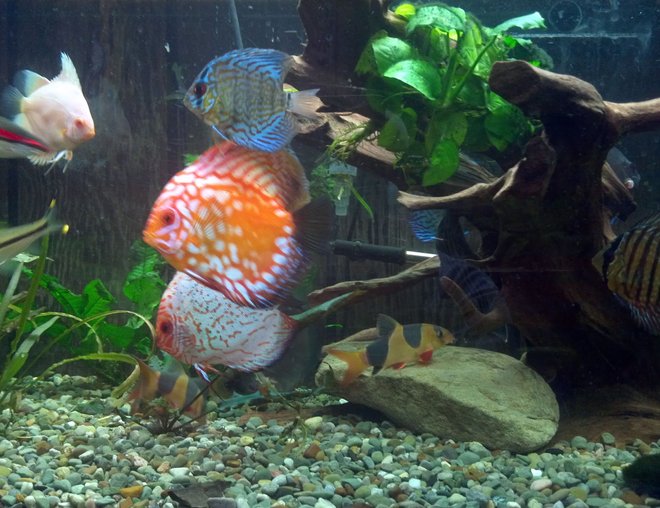 freshwater fish stocking in 220 gallons tank - a couple of my discus