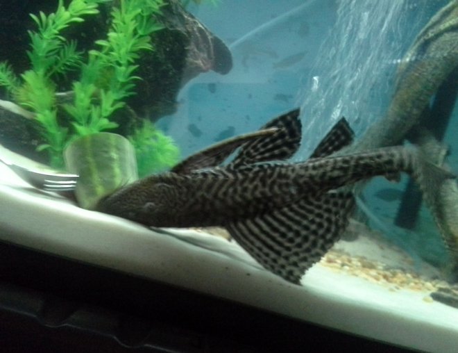 freshwater fish stocking in 75 gallons tank - My 16" common pleco.