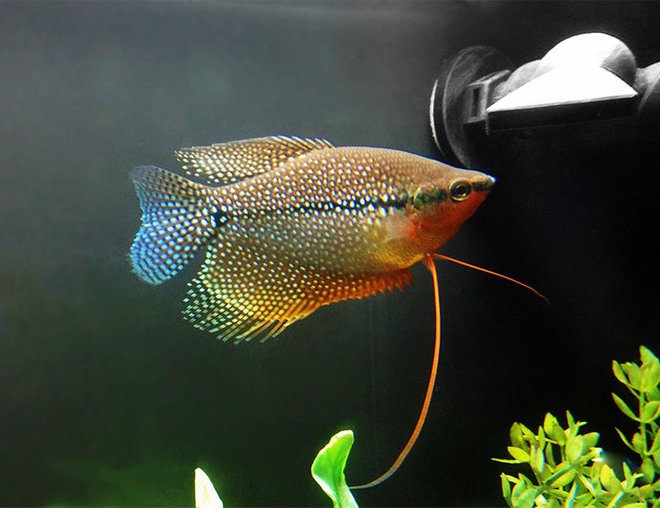 freshwater fish stocking in 40 gallons tank - Hooks (Pearl Gourami)