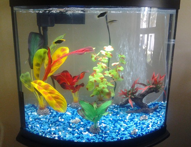 freshwater fish stocking in 10 gallons tank - 16 gallon bowfront with two platies and three zebra danios.