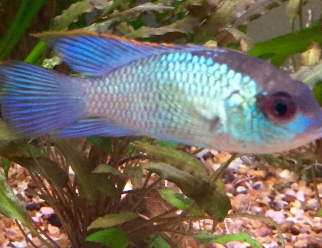 freshwater fish stocking in 50 gallons tank - Electric blue acara